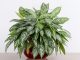 Chinese Evergreen